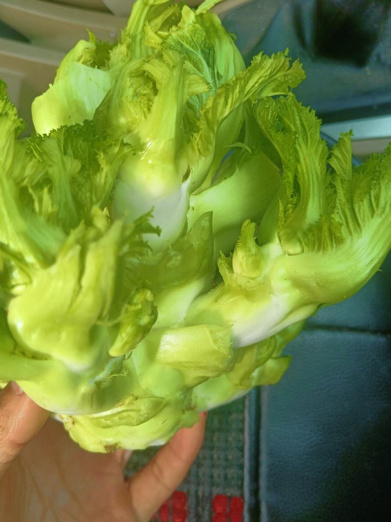 新鲜儿菜，产地四川彭州