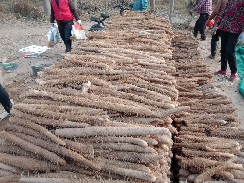 河南安阳经济麻山药产地货源大量上市大量批发