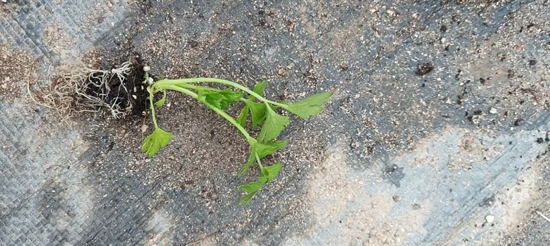 西芹植株特写
