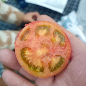 草莓柿子