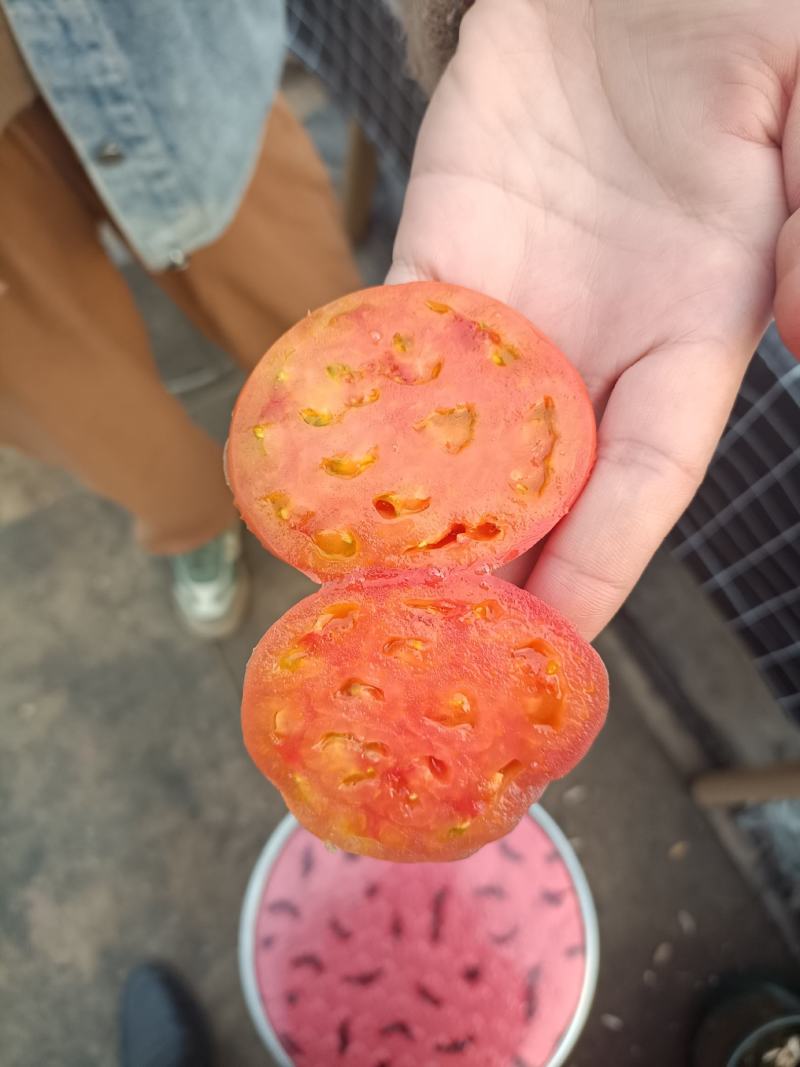 草莓柿子