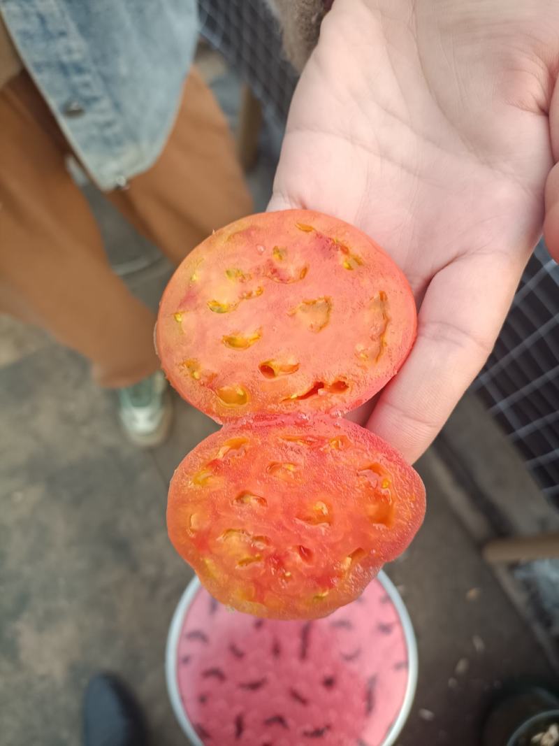 草莓柿子