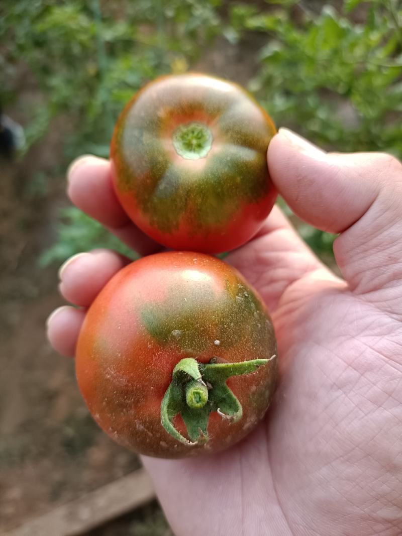 草莓柿子