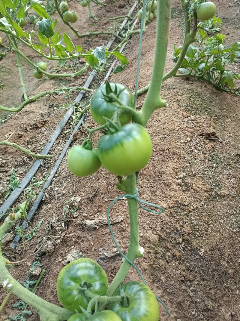 草莓柿子