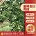 广东皇帝柑小青柑茶叶加工厂批发货源充足价格优惠保质保量！