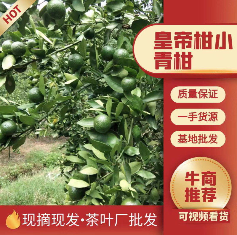 广东皇帝柑小青柑茶叶加工厂批发货源充足价格优惠保质保量！
