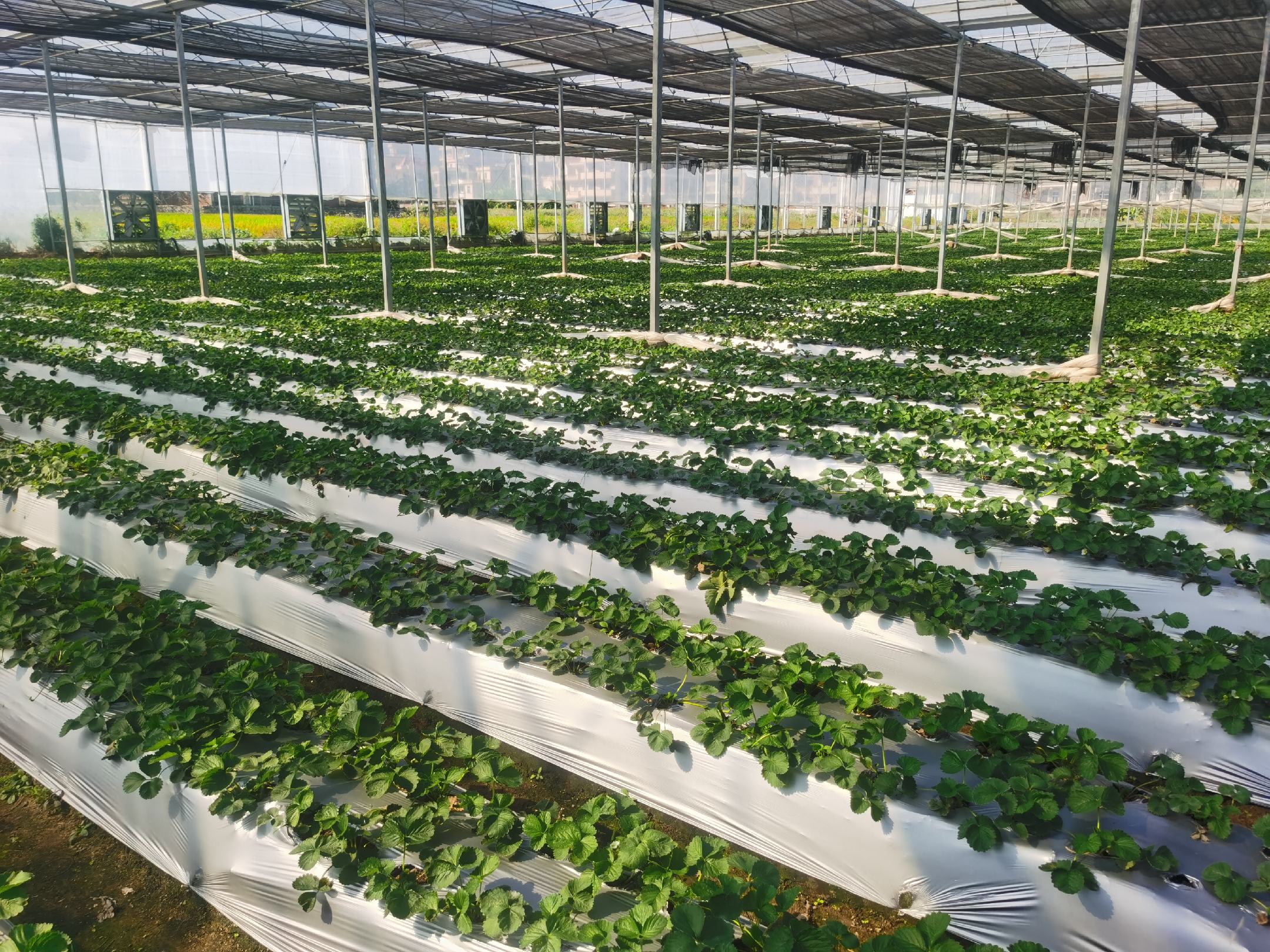 展示地膜覆盖下的草莓植株,根部土壤湿润,地膜边缘整齐,有助于保温保湿 草莓地膜覆盖种植