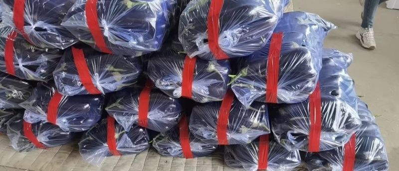 【热卖中】山东寿光精品无籽绿把长茄条形直色泽亮产地直发