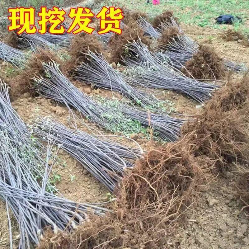 黑钻苹果苗保湿发货死苗立补假苗立赔技术指导