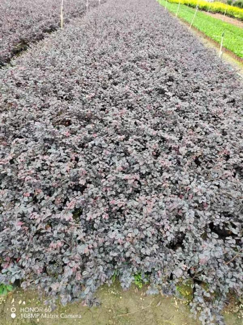 【精品】红花继木，基地海量货源，规格齐全，价格美丽