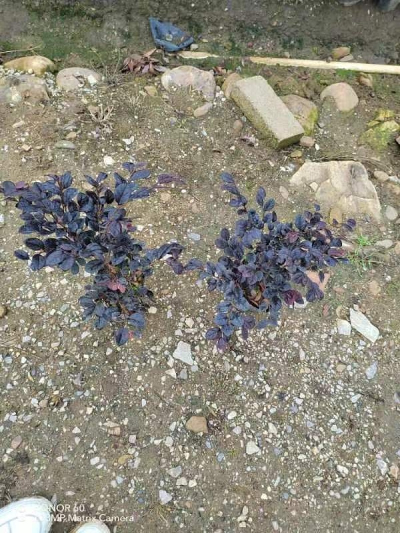 【精品】红花继木，基地海量货源，规格齐全，价格美丽