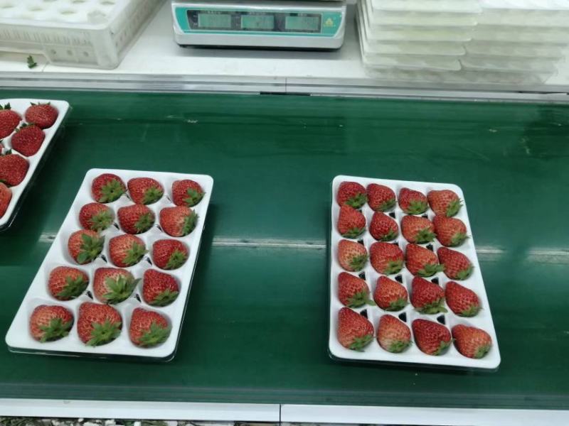 【牛商商家】草莓，丹东九九草莓，量大从优，产地发货