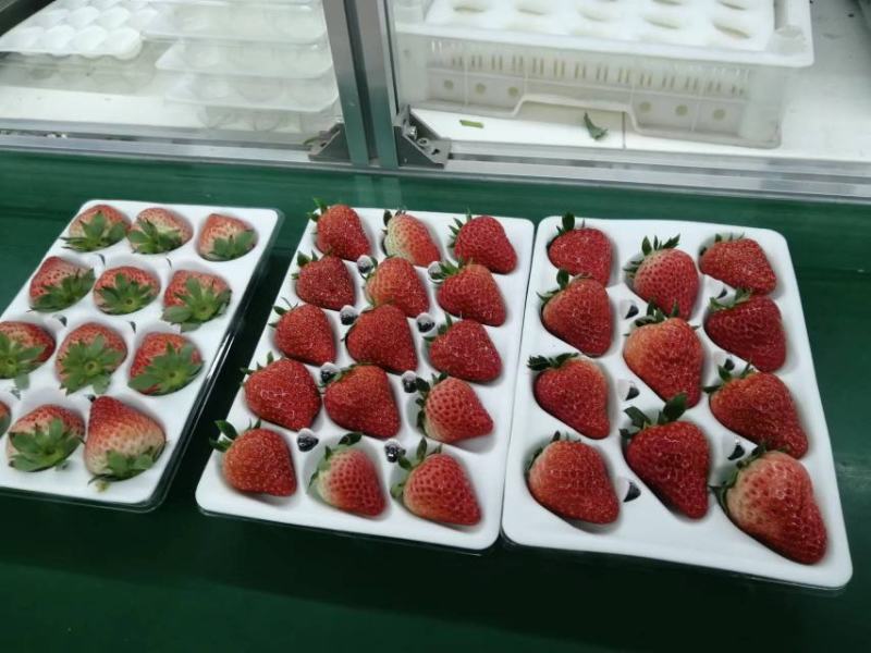 【牛商商家】草莓，丹东九九草莓，量大从优，产地发货