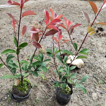红叶石楠