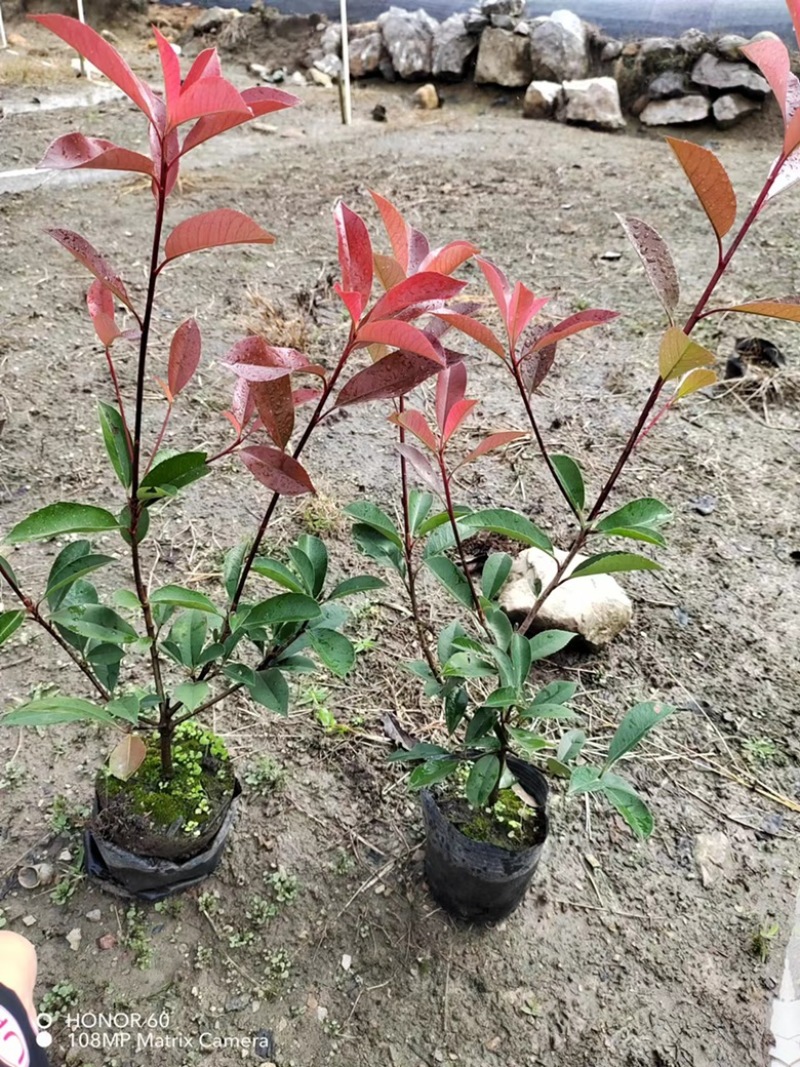 红叶石楠