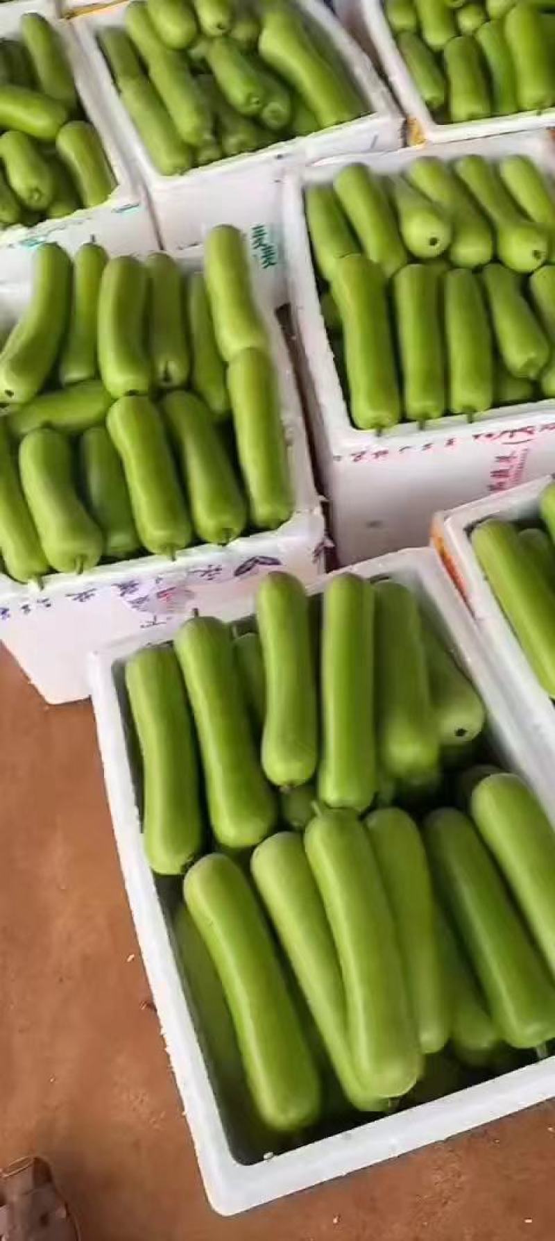 广东徐闻精品瓠瓜一手货源货量充足质量保证欢迎采购对接