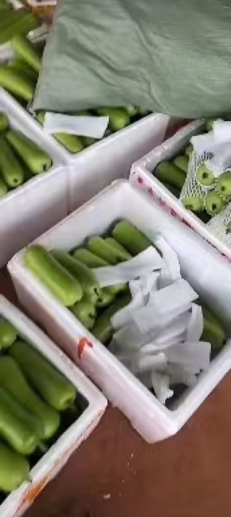 广东徐闻精品瓠瓜一手货源货量充足质量保证欢迎采购对接