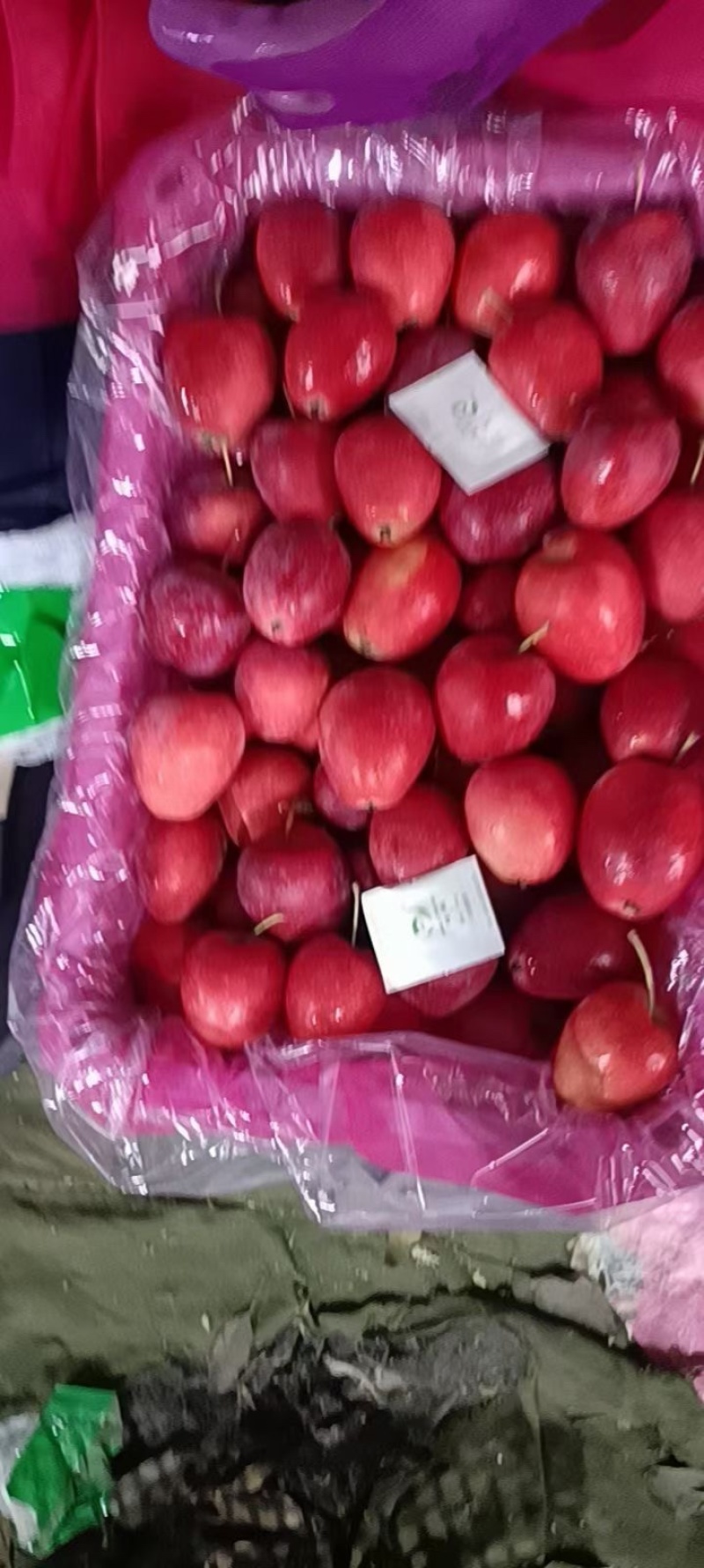 鸡心果