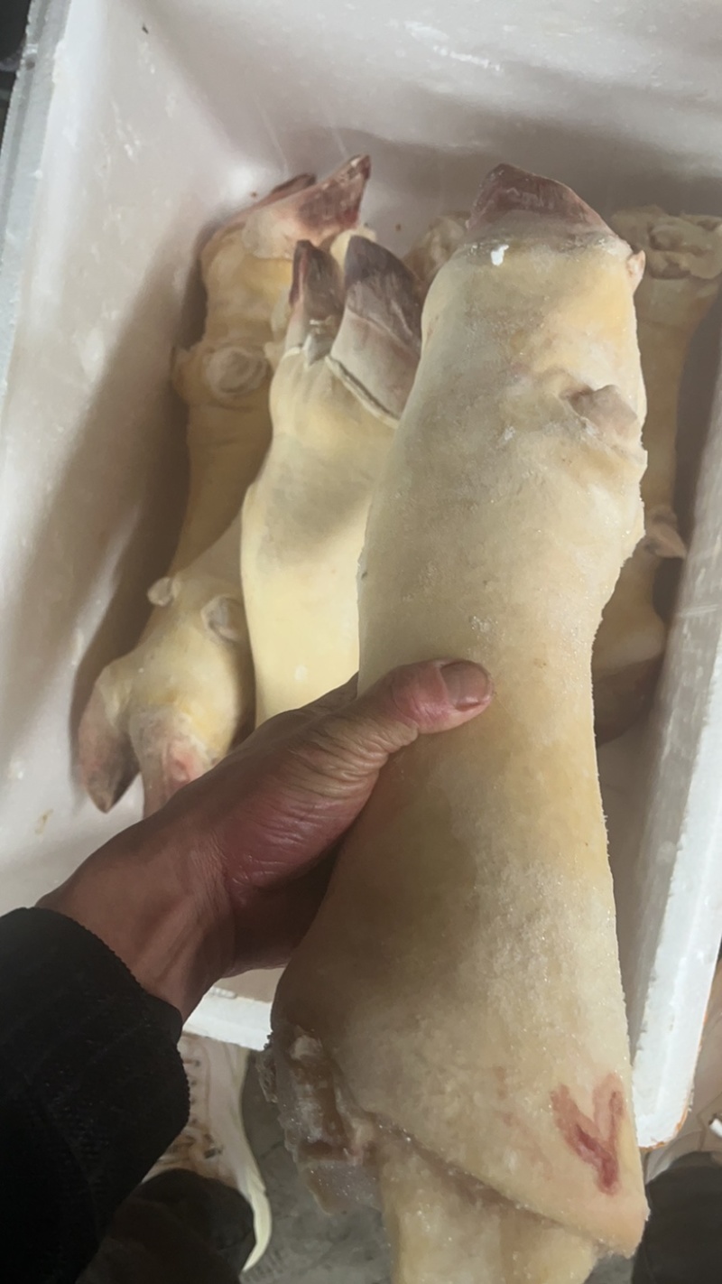 带骨牛蹄，成都现货，早市，夜市都，菜市场都可以卖欢迎咨询