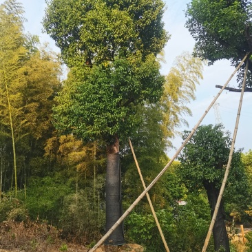 骨架移栽香樟