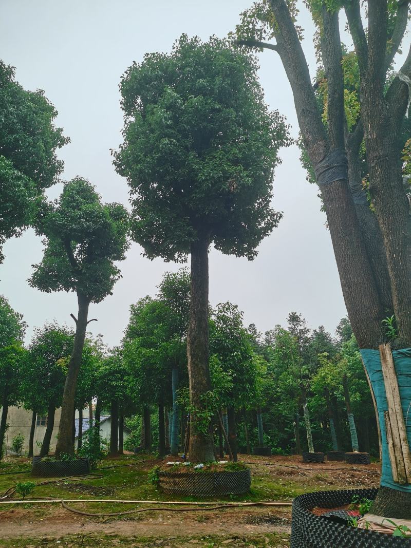 骨架移栽香樟
