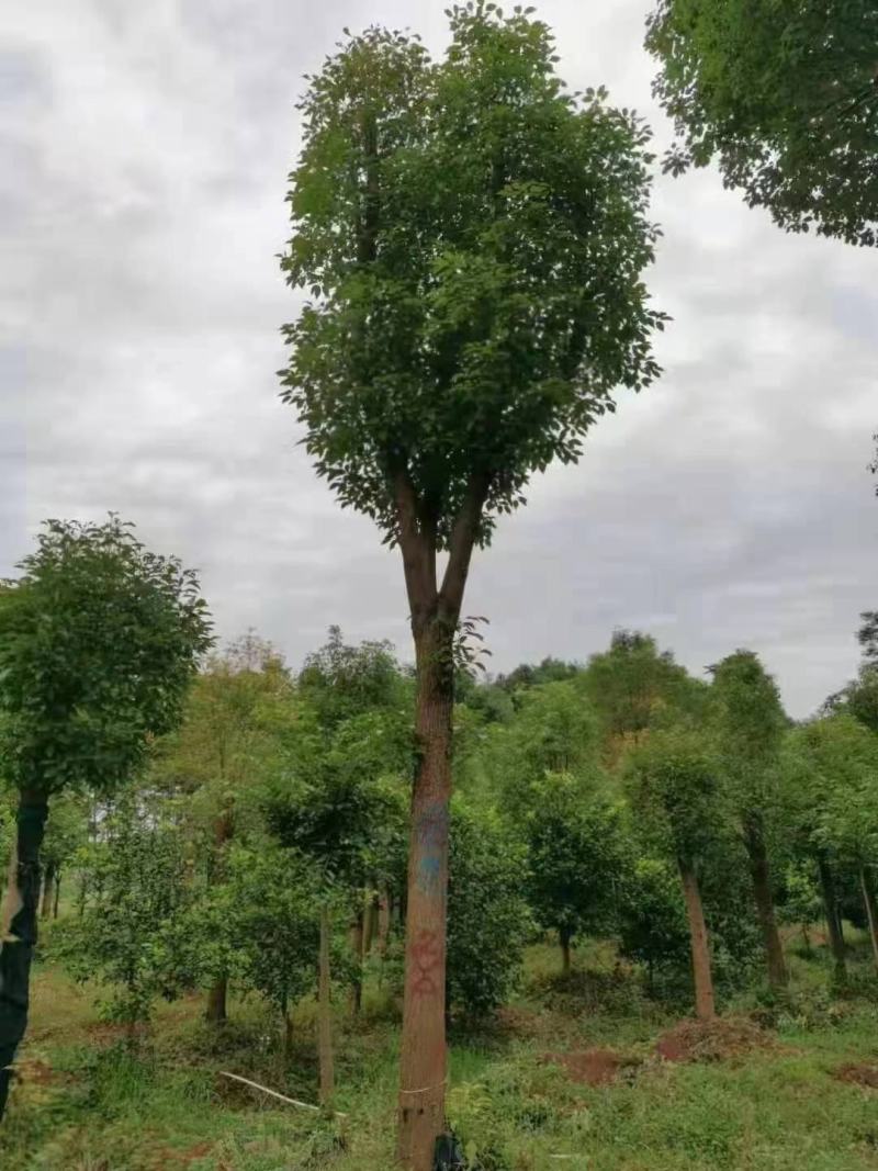 骨架移栽香樟