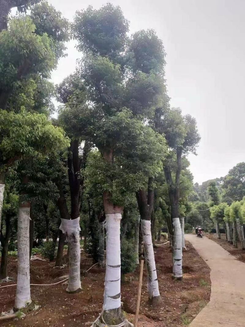 骨架移栽香樟