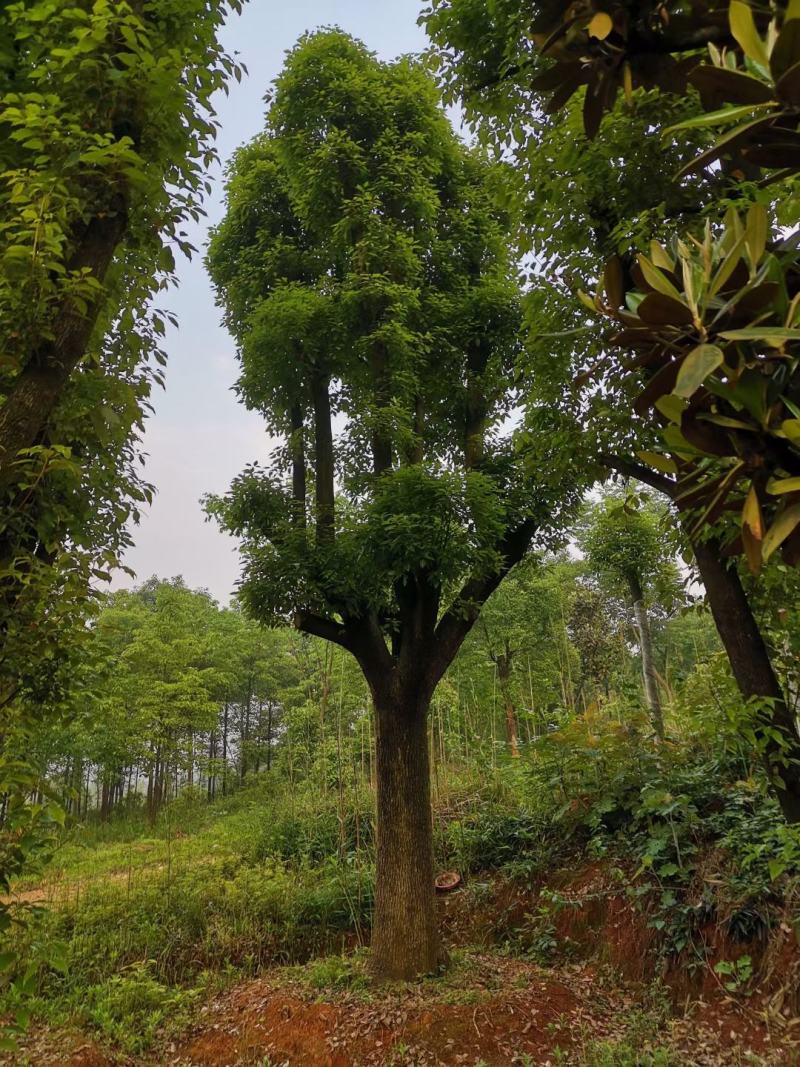 骨架移栽香樟