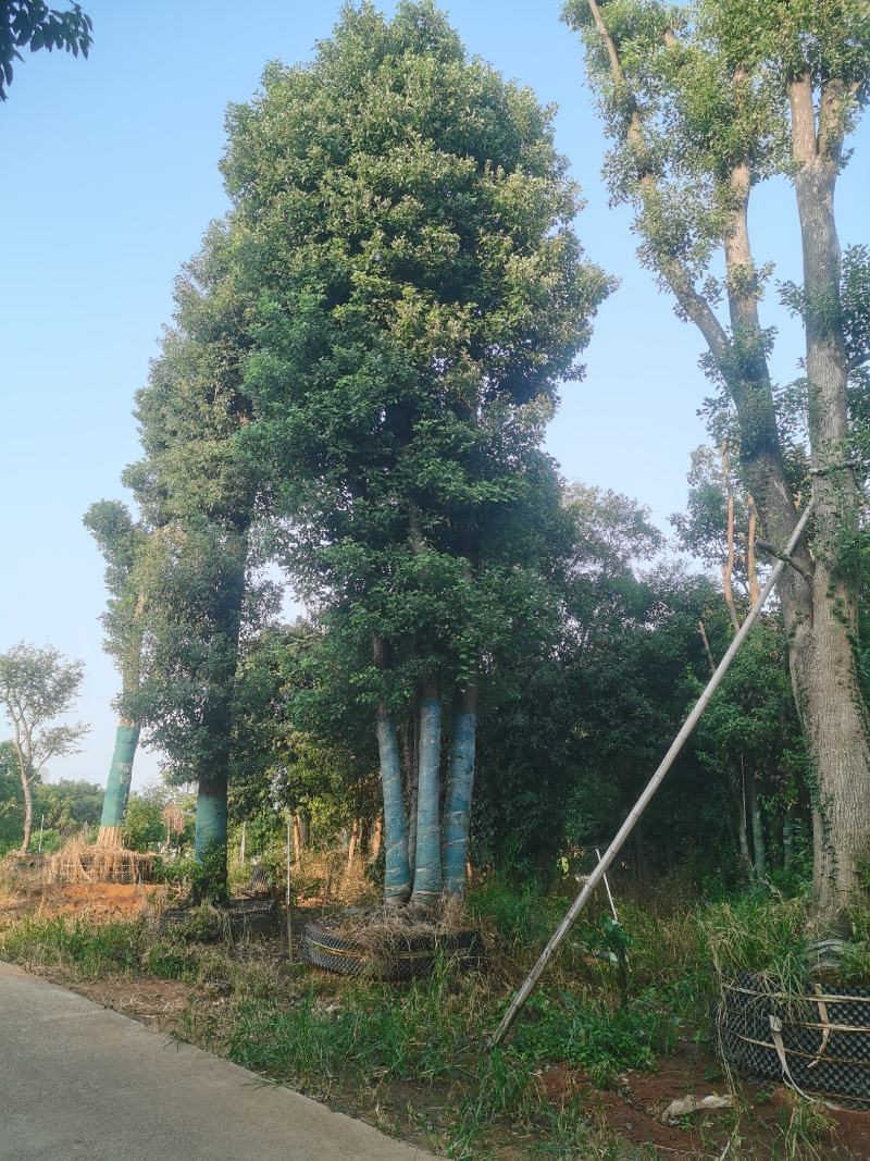 骨架移栽香樟