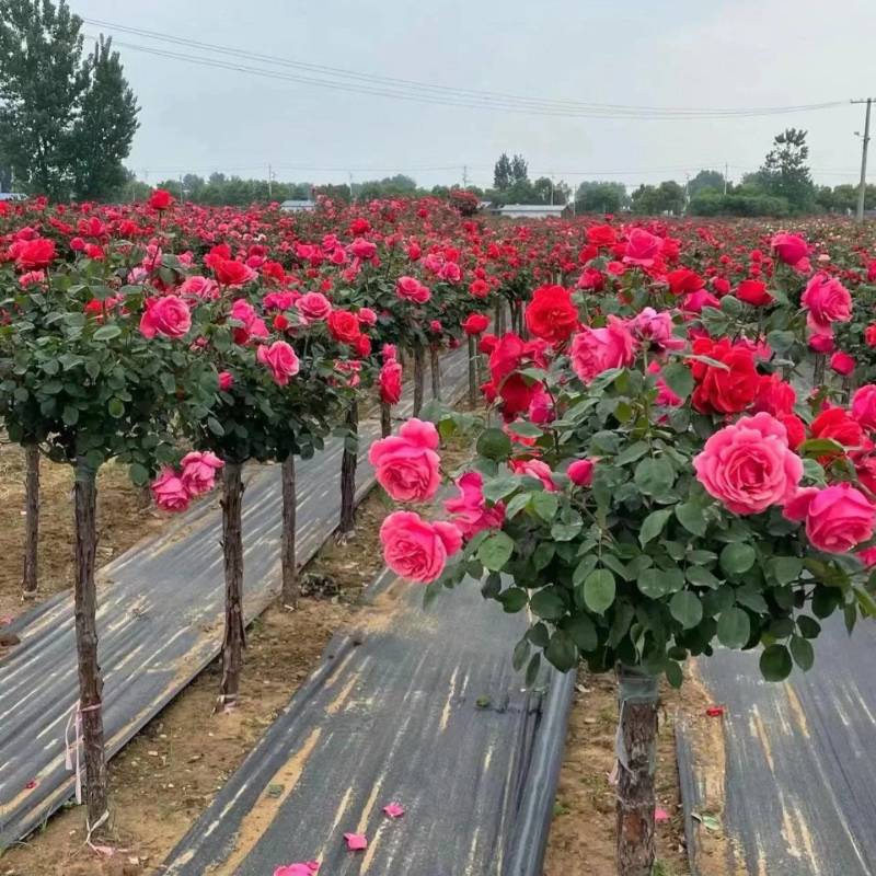 月季园十年种植基地月季树树桩月季高杆月季绿化公司批发