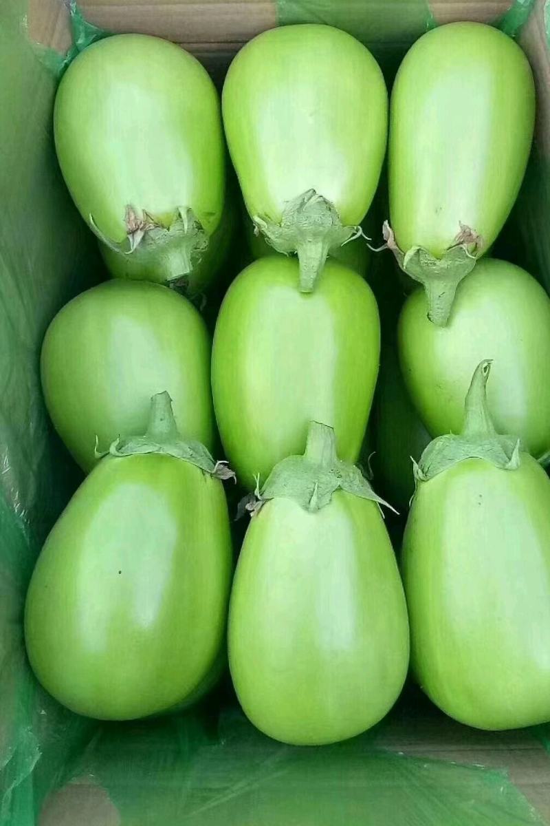 【优选】辽宁鞍山海城茄子精品绿茄子青茄量大