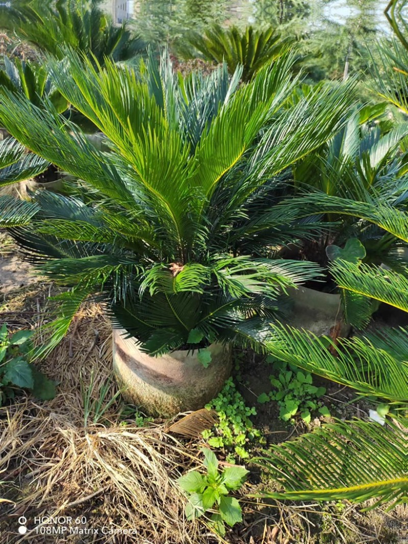 苏铁，铁树