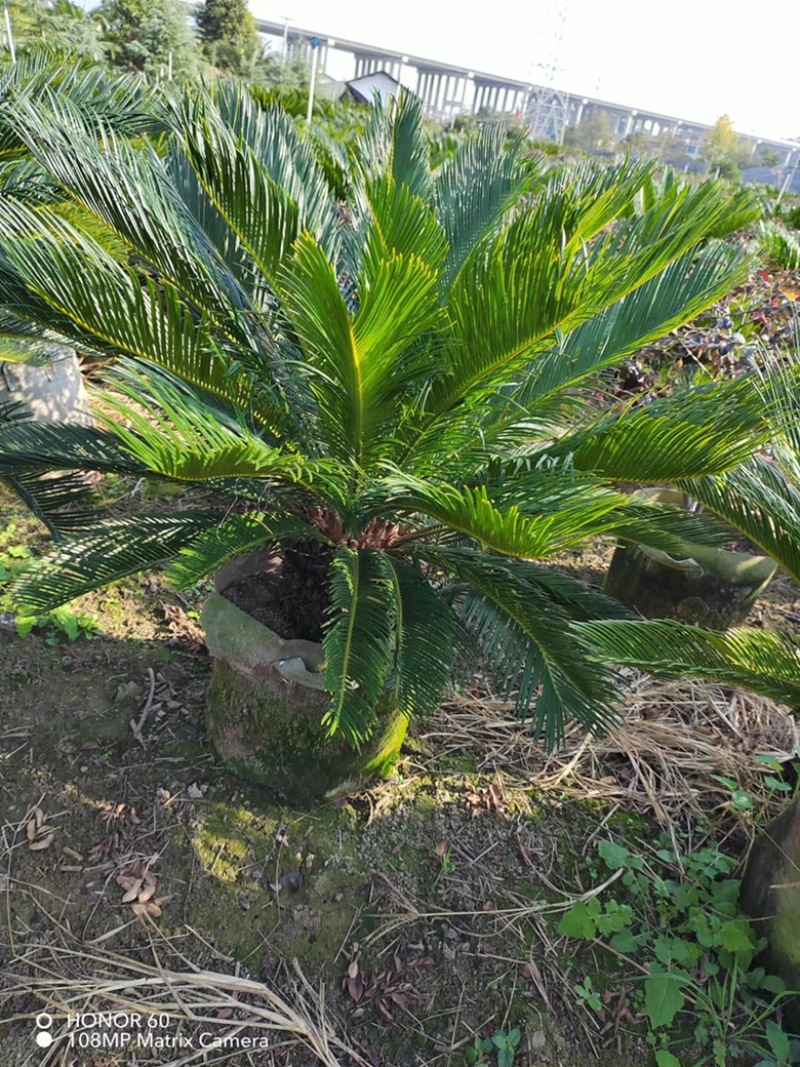 苏铁，铁树
