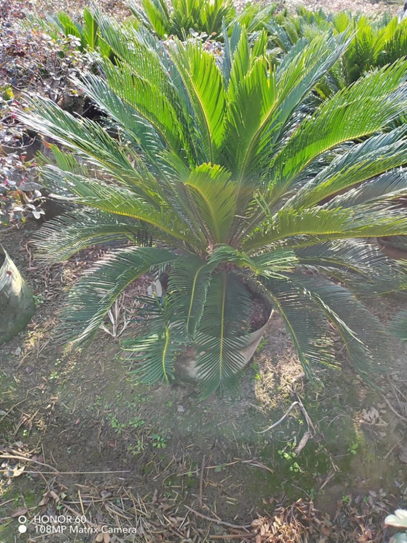 苏铁，铁树