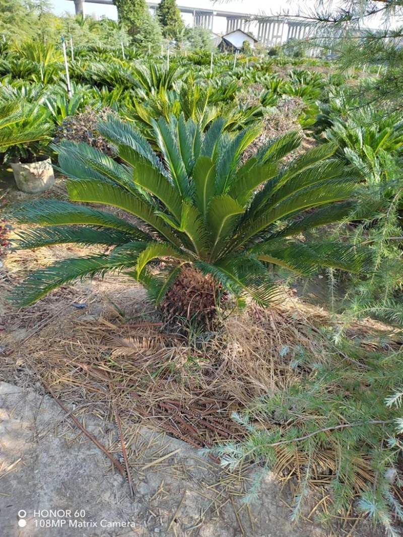 苏铁，铁树