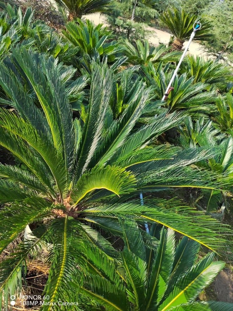 苏铁，铁树