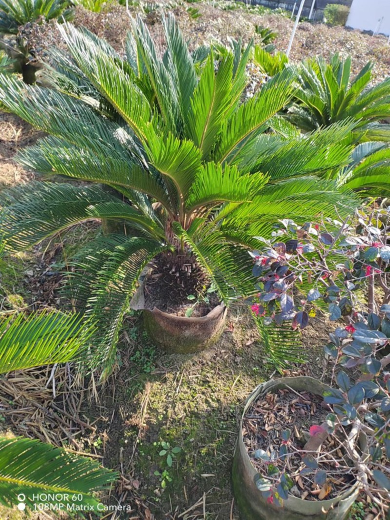 苏铁，铁树