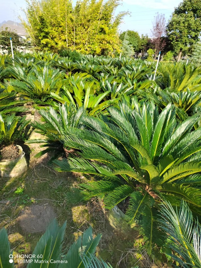 苏铁，铁树
