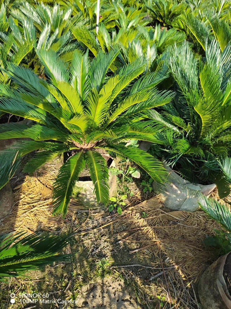 苏铁，铁树