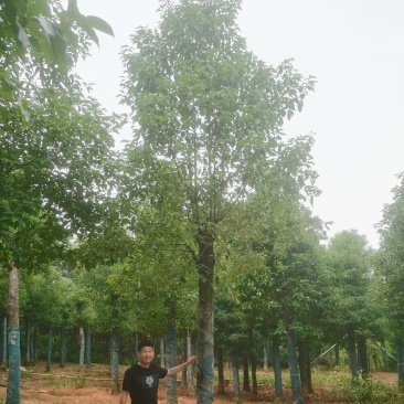 8-30公分切杆移植香樟