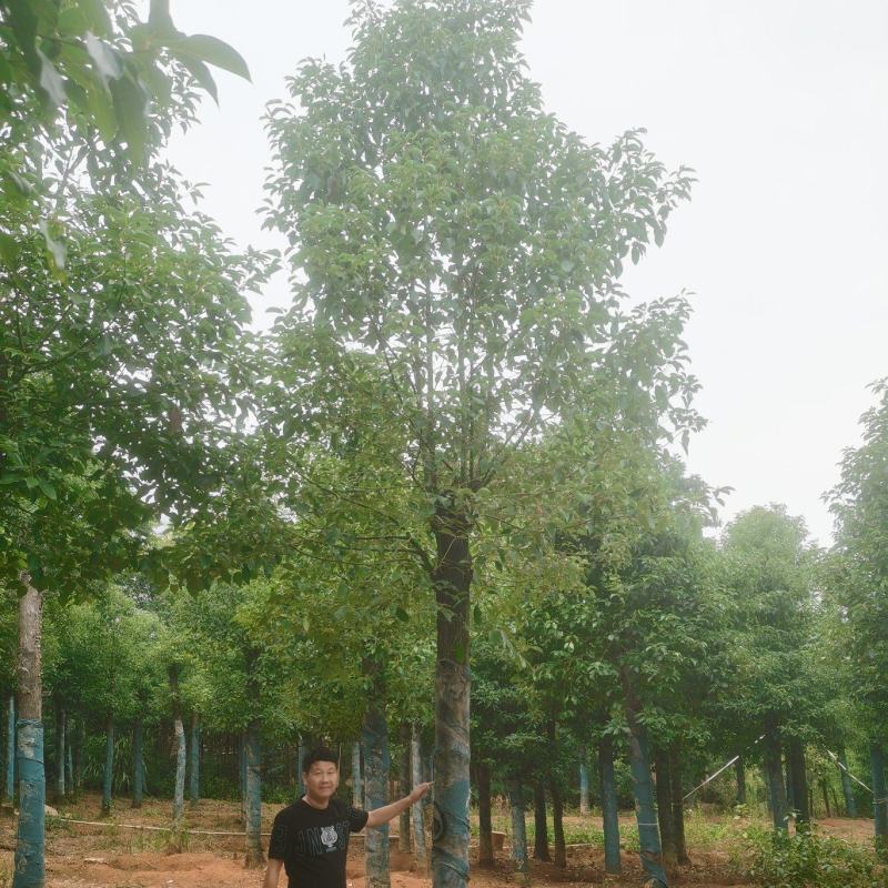 8-30公分切杆移植香樟