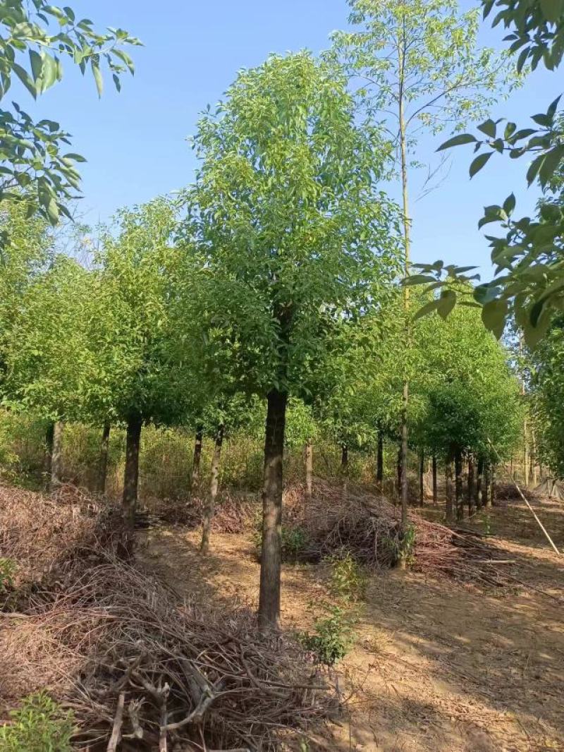 8-30公分切杆移植香樟