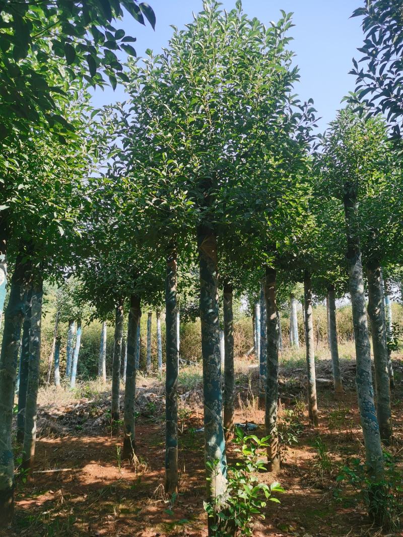 8-30公分切杆移植香樟