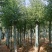 8-30公分切杆移植香樟