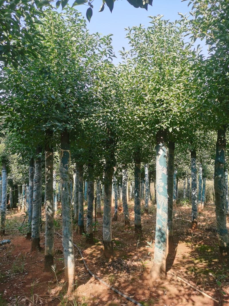 8-30公分切杆移植香樟