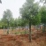 8-30公分切杆移植香樟