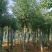 8-30公分切杆移植香樟