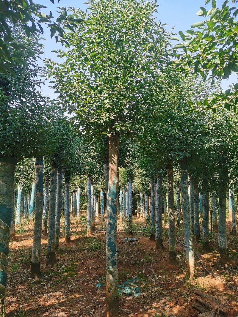 8-30公分切杆移植香樟