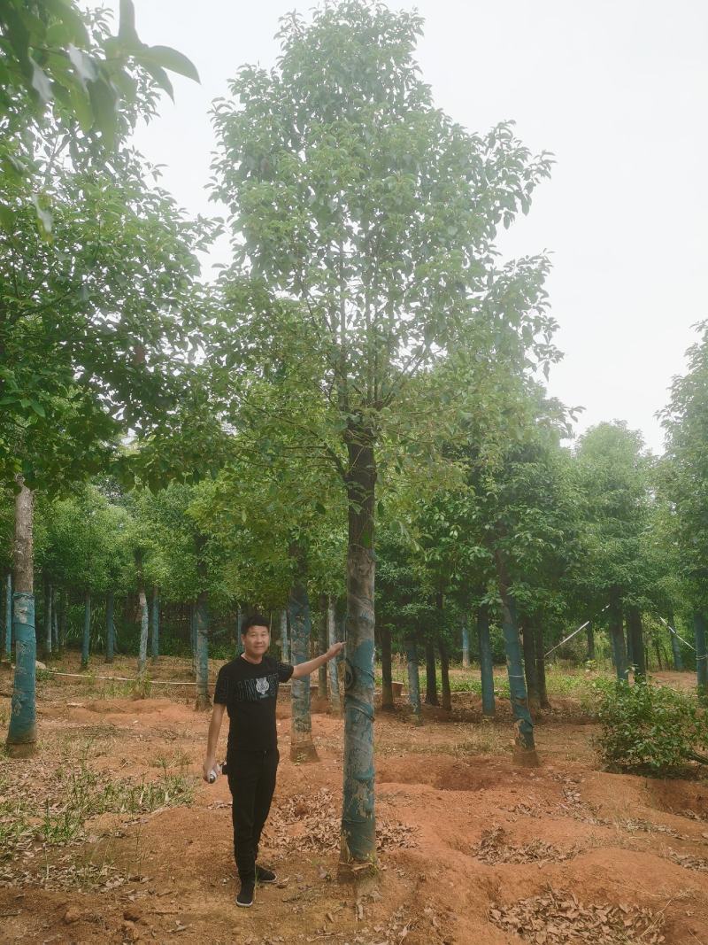 8-30公分切杆移植香樟