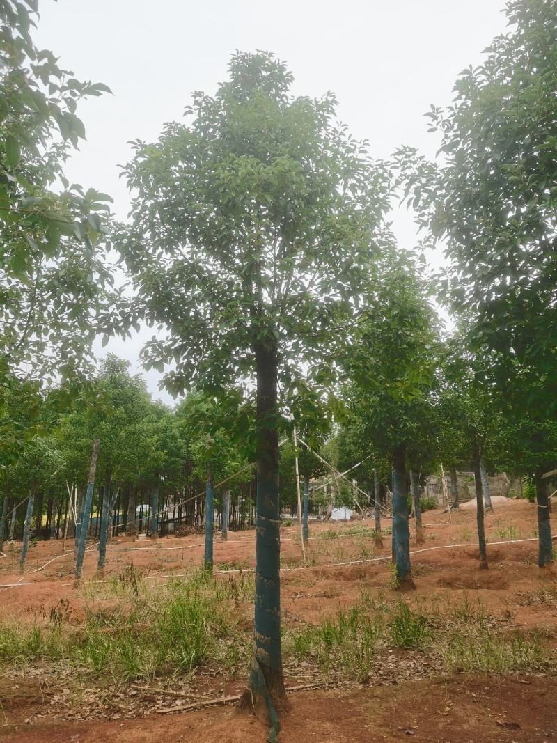 8-30公分切杆移植香樟